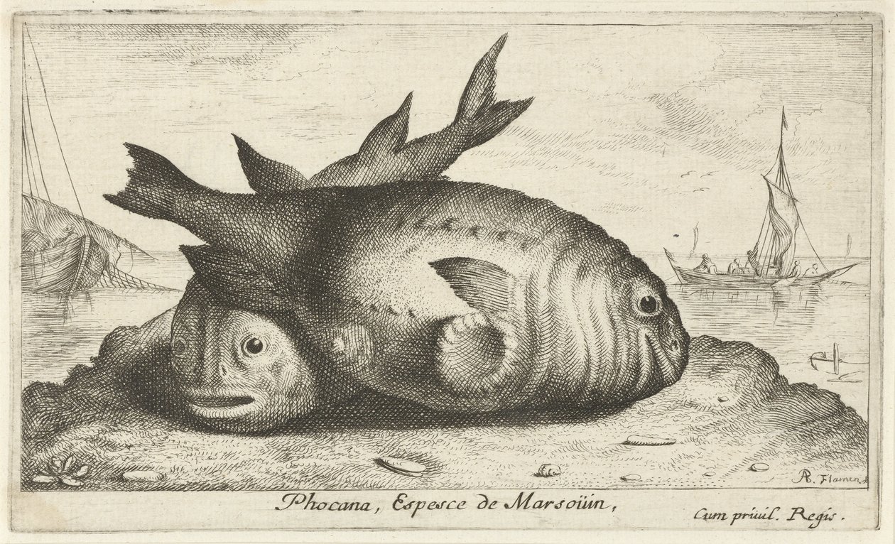 Two Porpoises on the Beach (Phocana, Espesce de Marsoüin) by Albert Flamen