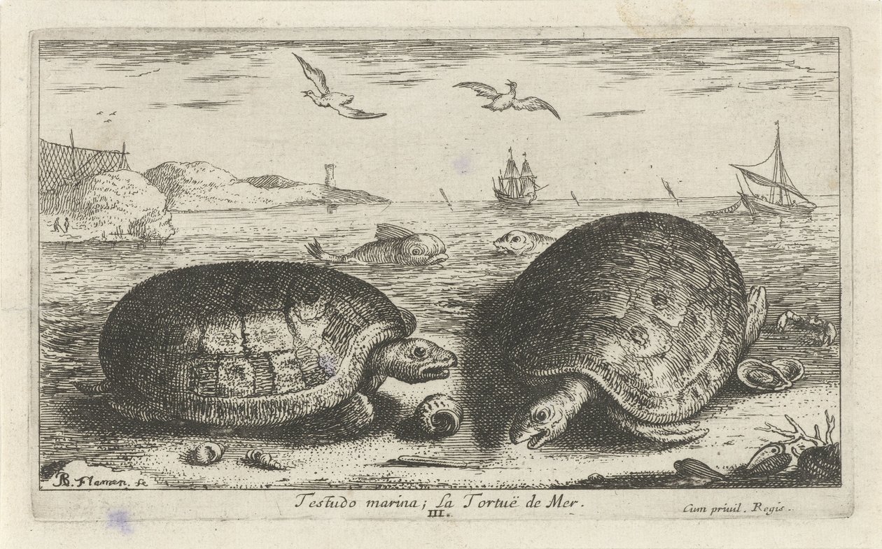 Two Turtles on the Beach by Albert Flamen