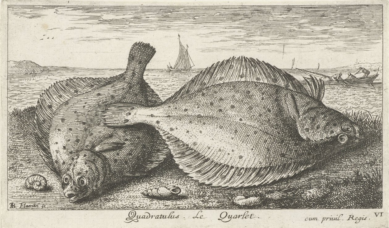 Two Plaices on the Beach (Quadratulus. The Quarlet) (Fish and Other Sea Creatures - Saltwater Third Series) (Sea Fish) by Albert Flamen