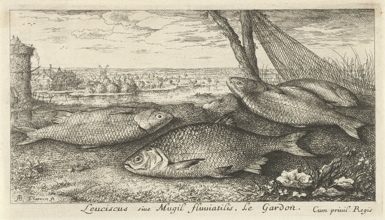 Four Roaches by a Fishing Net (Fish and Other Sea Creatures - Freshwater First Series) by Albert Flamen