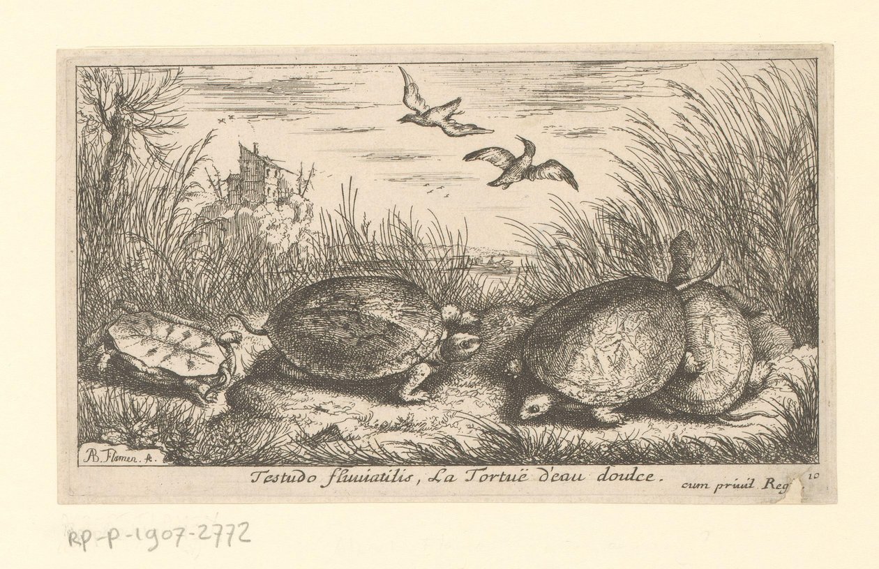 Four freshwater turtles among grass and reeds by Albert Flamen