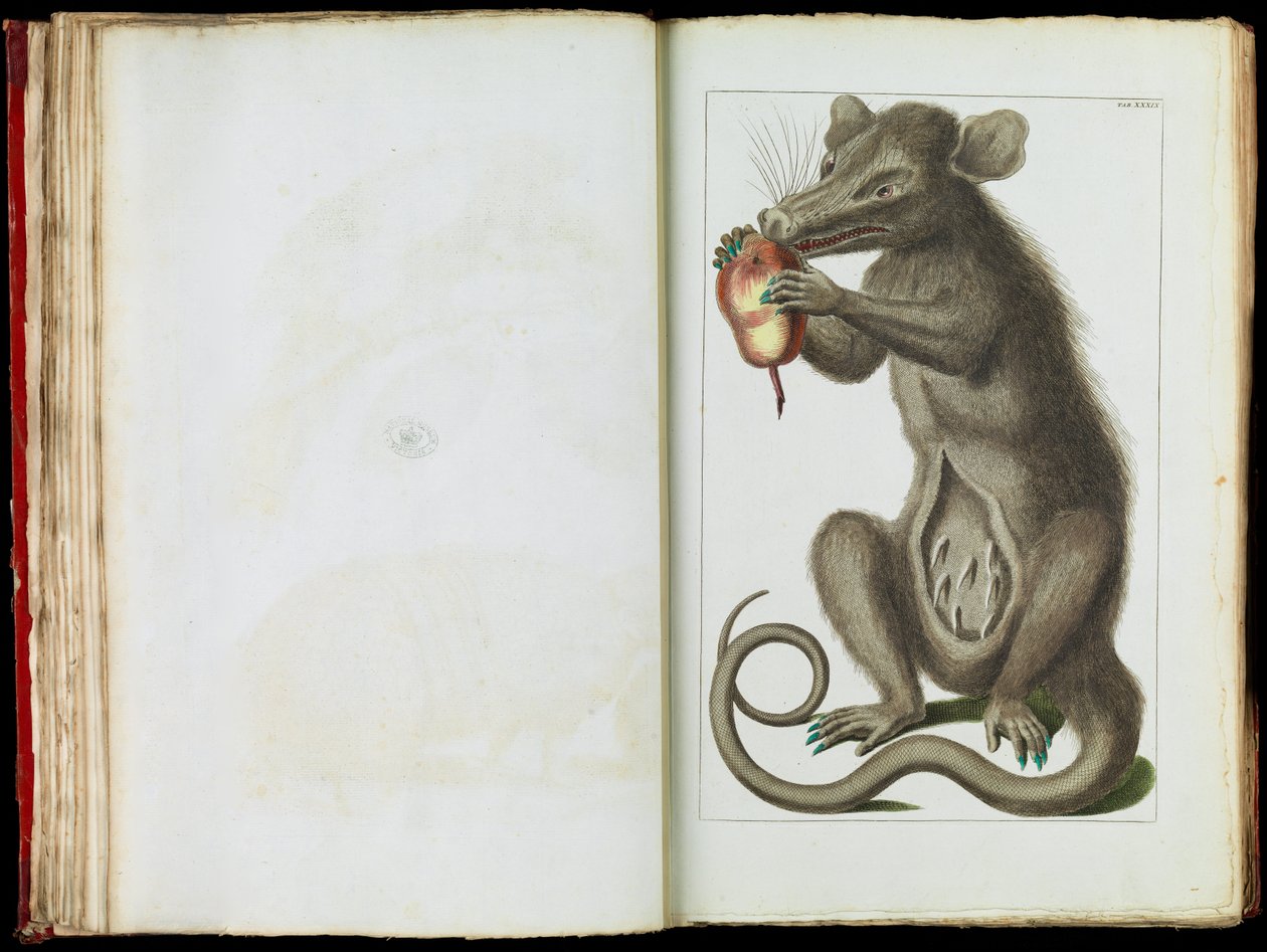 The Opossum, Didelphimorphia by Albertus Seba