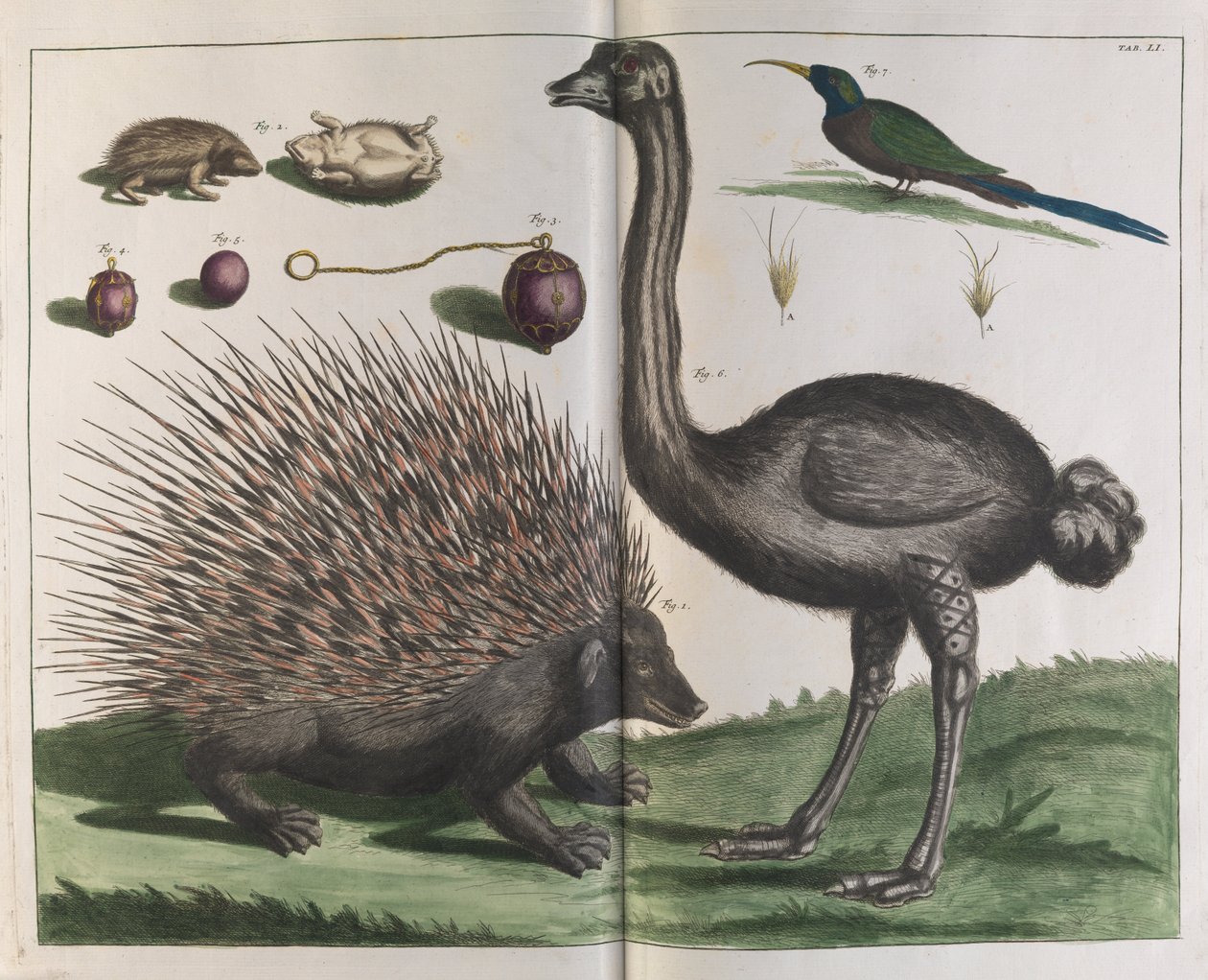 Malacca Hedgehog, Erinaceus malaccensis, and Ostrich, Struthio carmelis by Albertus Seba