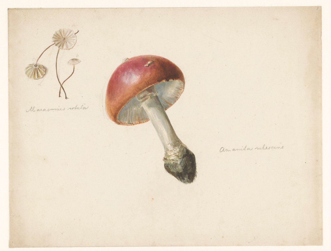 Study Sheet with Mushrooms, the Amanita Rubescens and the Marasmius Rotula by Albertus Steenbergen