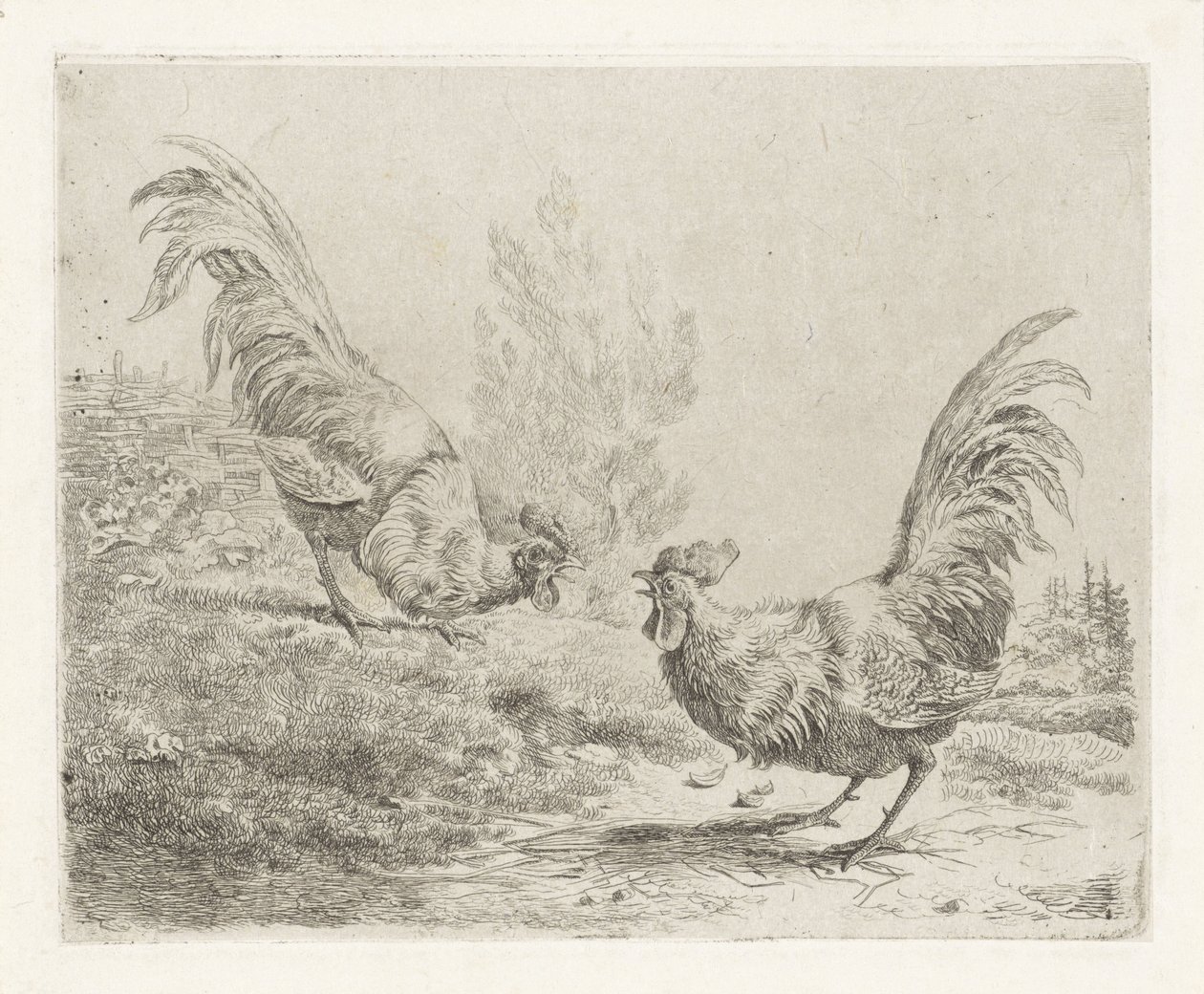 Two Fighting Roosters by Albertus Verhoesen