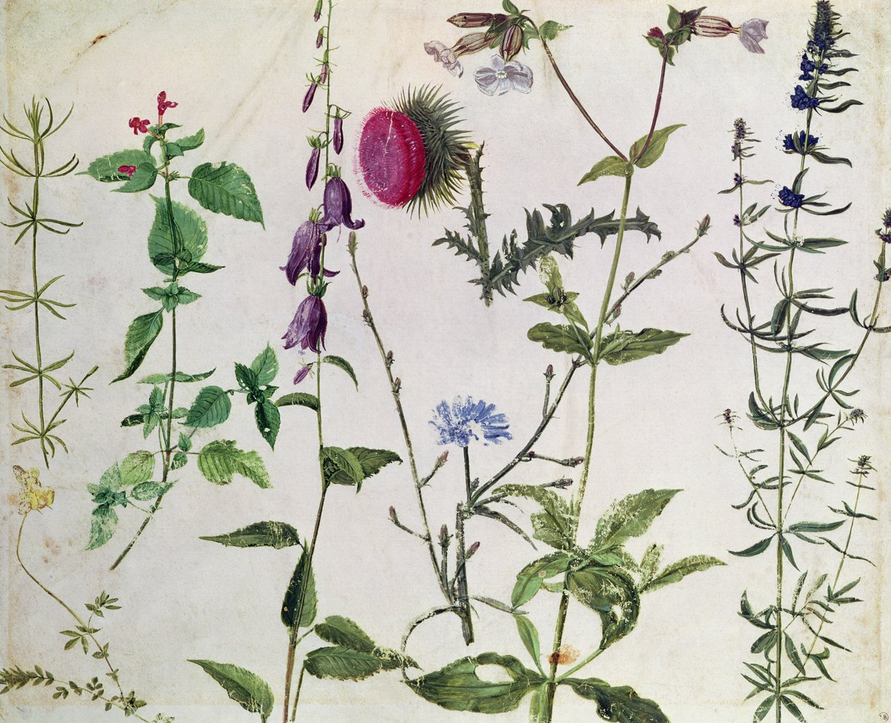 Eight Studies of Wild Flowers by Albrecht Dürer