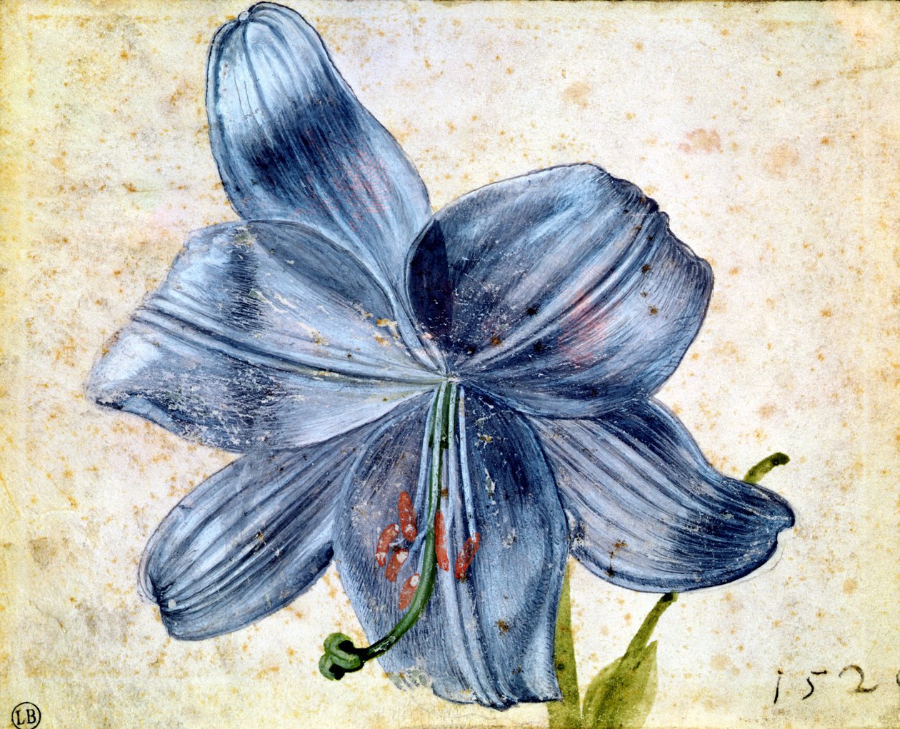 Study of a Lily, 1526 by Albrecht Dürer