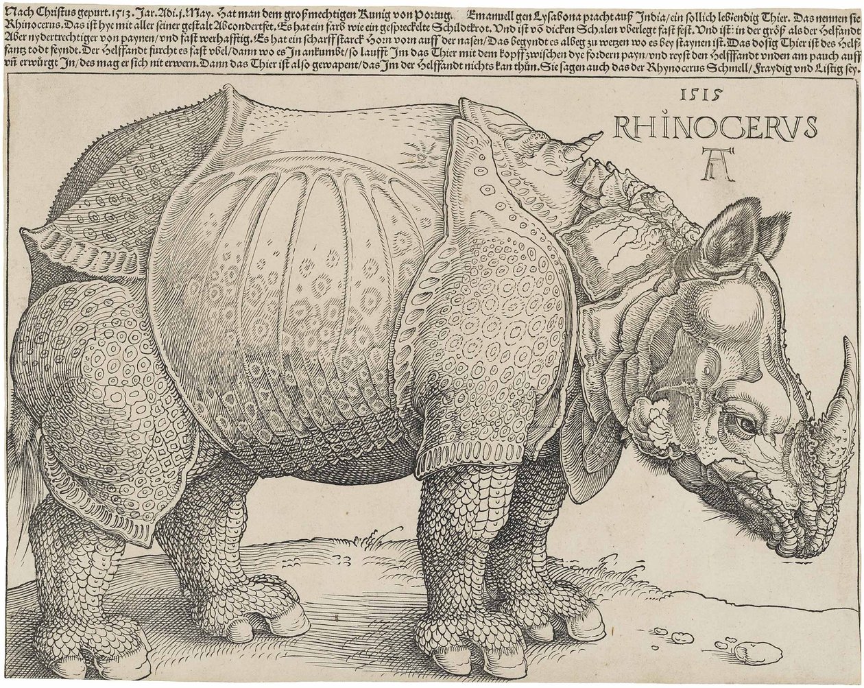 The Rhinoceros by Albrecht Dürer