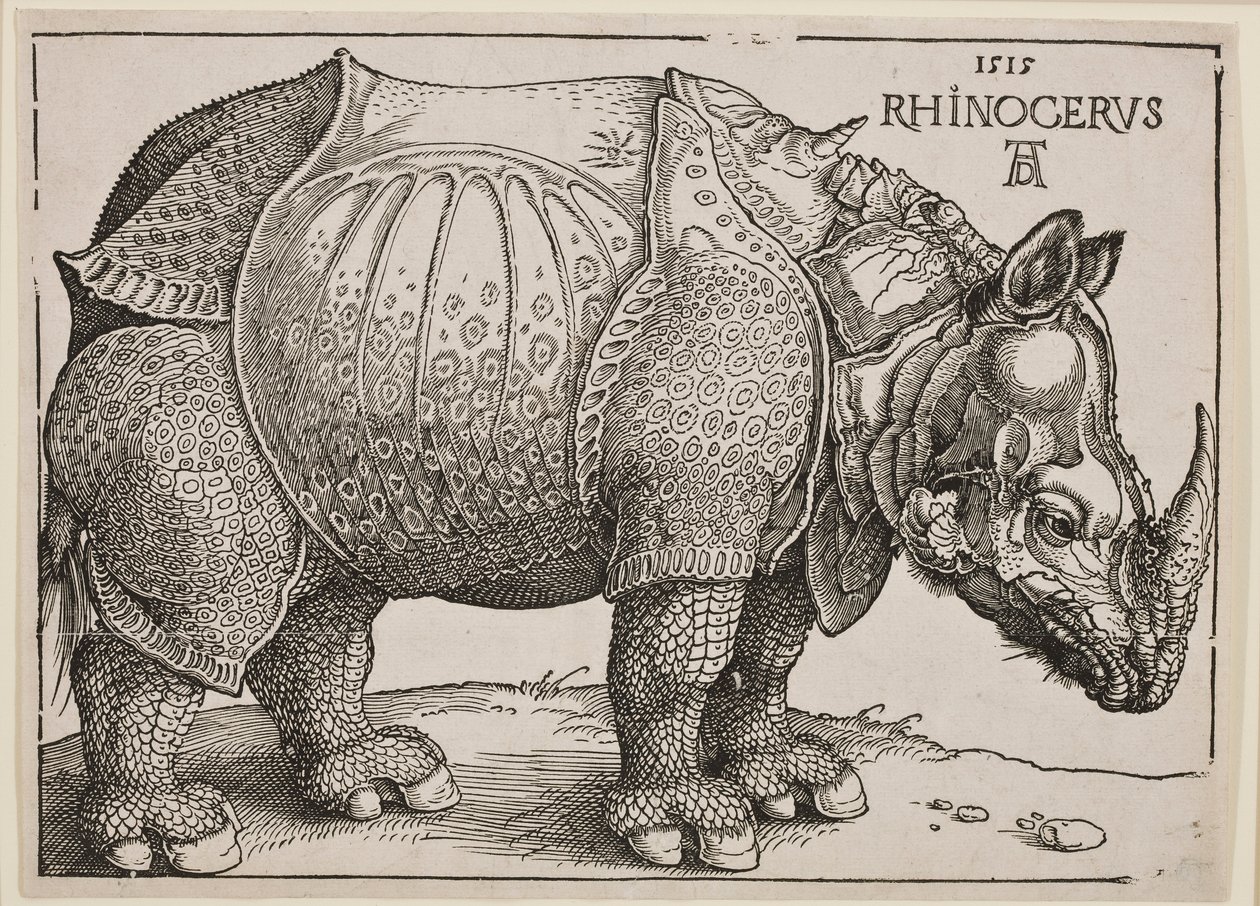 The Rhinoceros by Albrecht Dürer