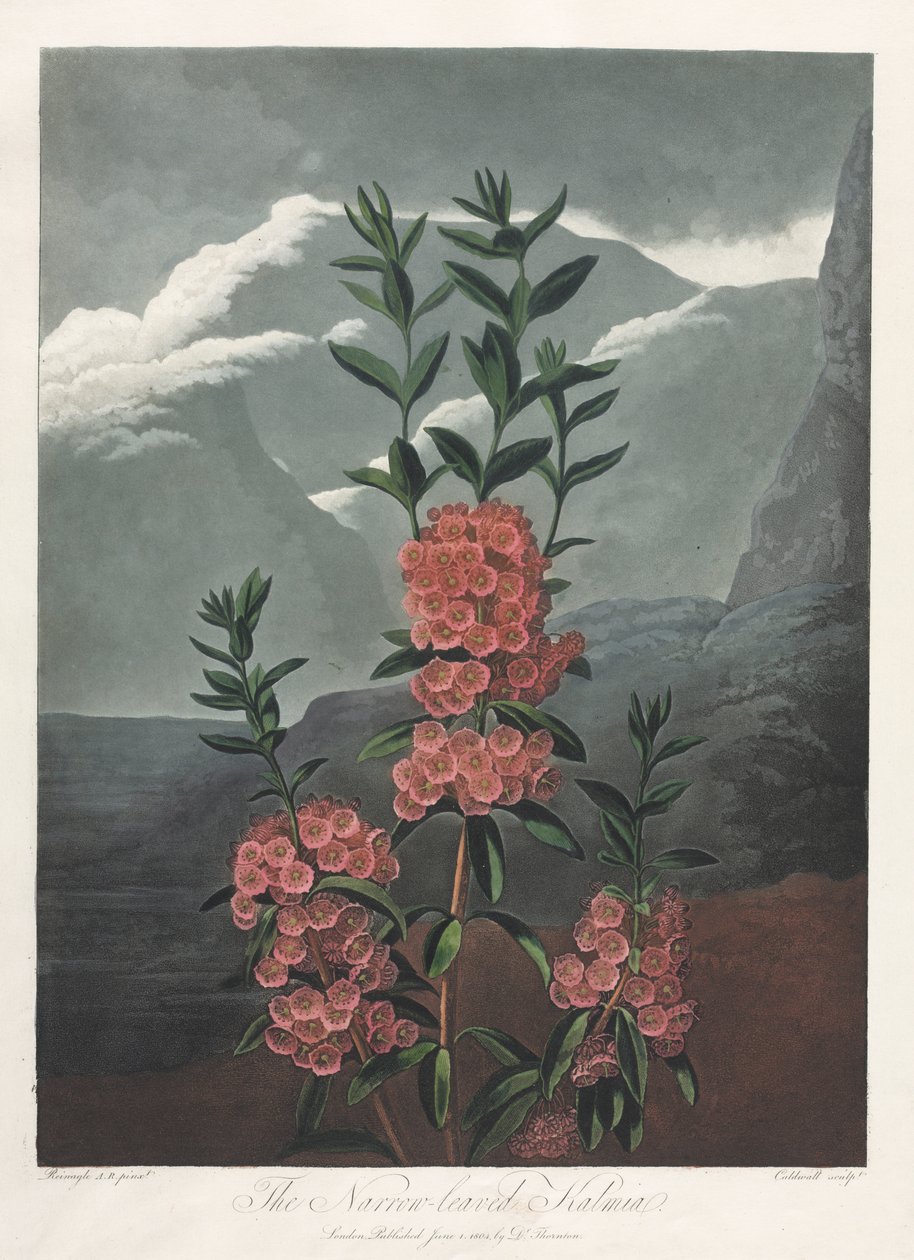 The Temple of Flora, or Garden of Nature: The Narrow-leaved Kalmia by Albrecht Altdorfer