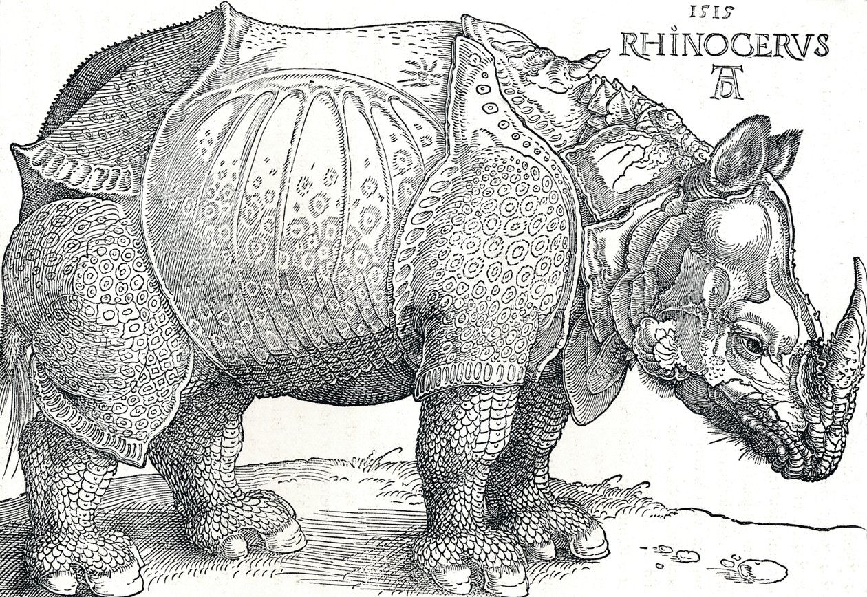 A Rhinoceros by Albrecht Dürer