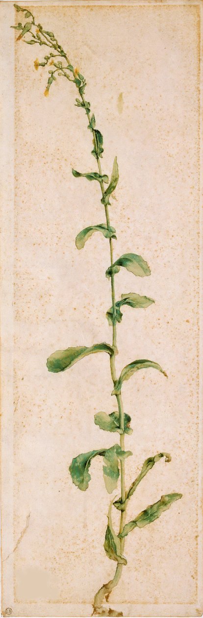 A Tobacco Plant by Albrecht Dürer