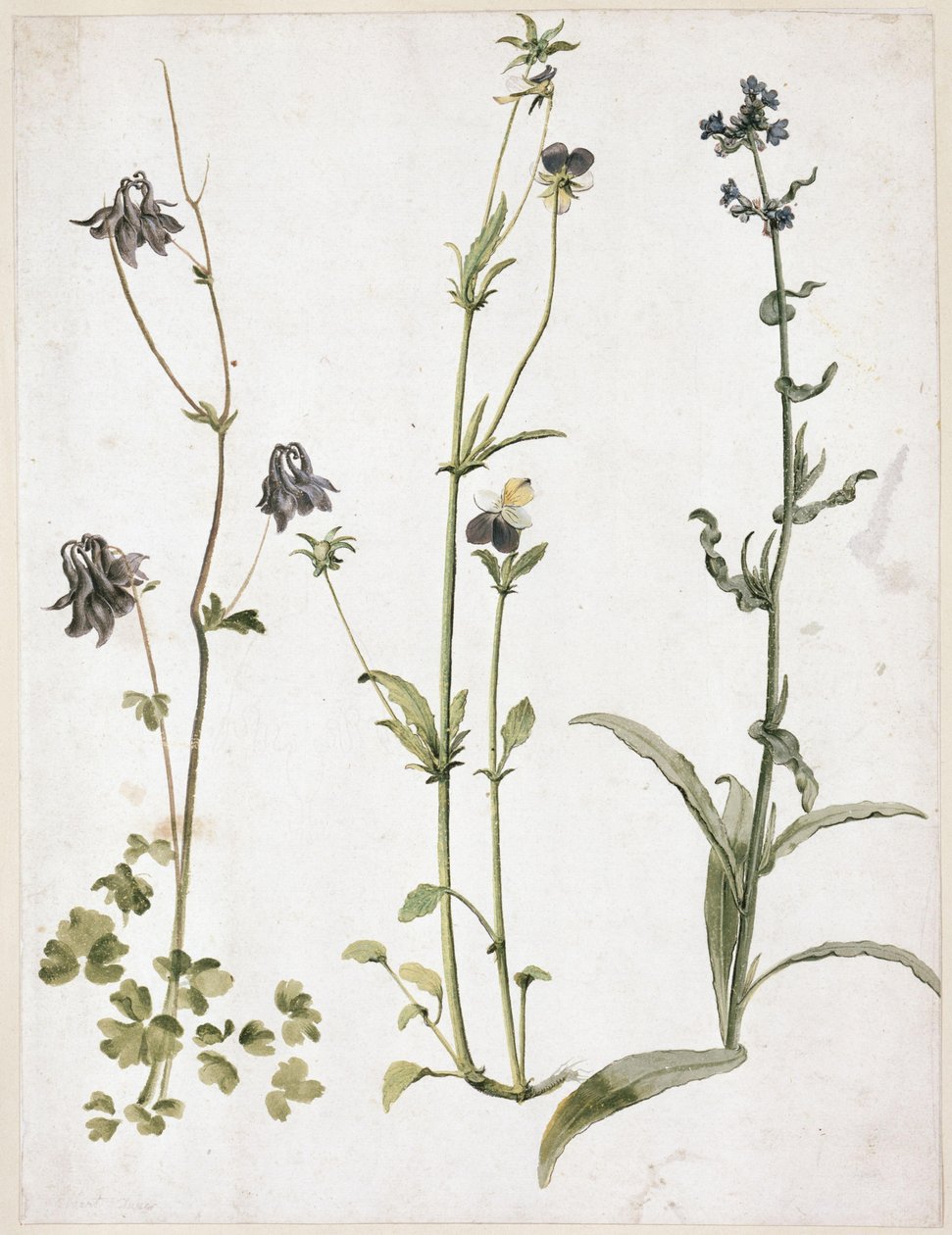 Columbine, Pansy and Viper