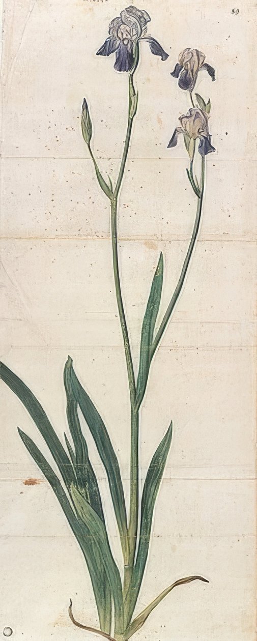Blue Blooming Iris - Iris Germanica (Iris Trojana?). Around 1503 by Albrecht Dürer