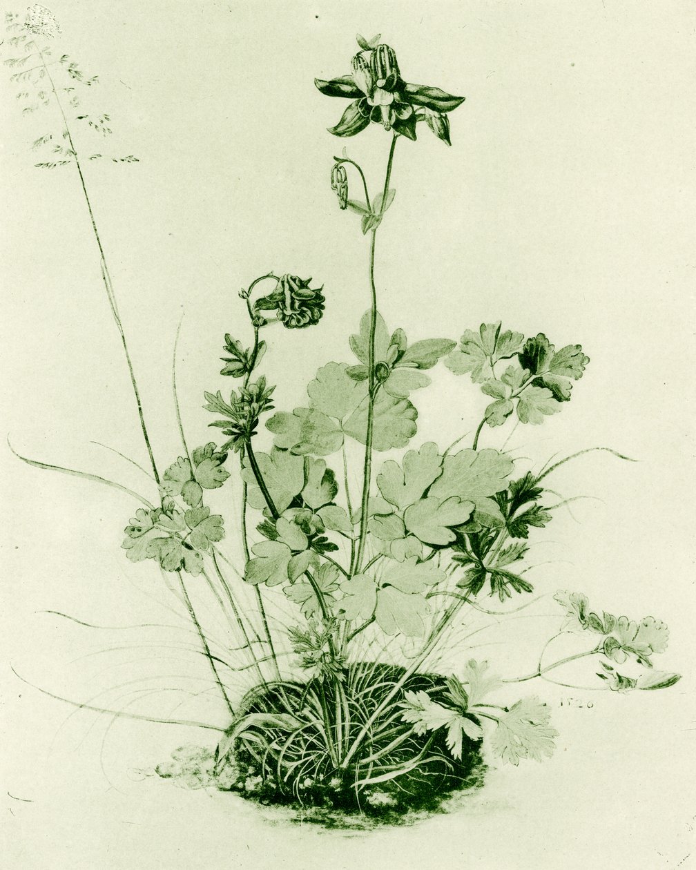 Columbine by Albrecht Dürer