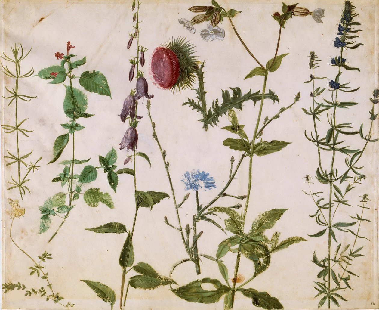 Eight Studies of Wild Flowers by Albrecht Dürer