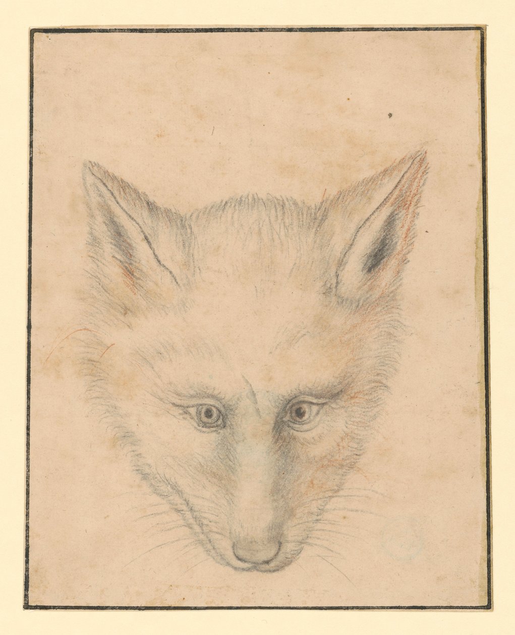 Fox Head, Front View by Albrecht Dürer