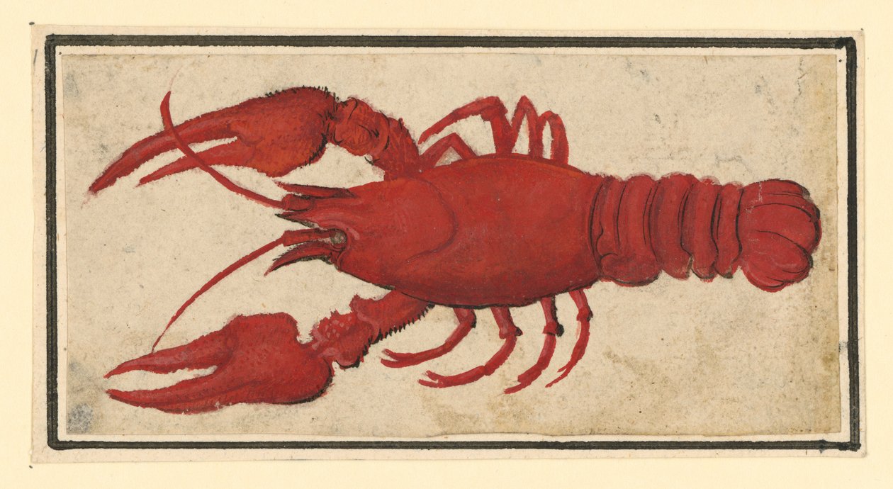 Cooked Crab, Facing Left by Albrecht Dürer