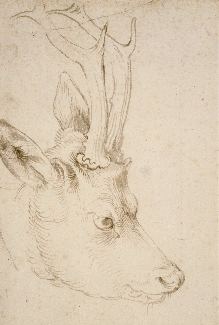 Head of a Roebuck by Albrecht Dürer