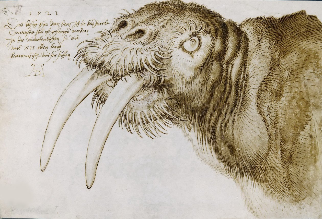 Head of a Walrus, 1521 by Albrecht Dürer