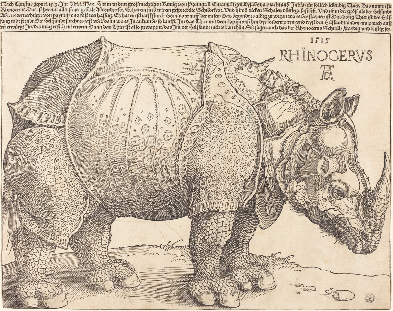 The Rhinoceros by Albrecht Dürer