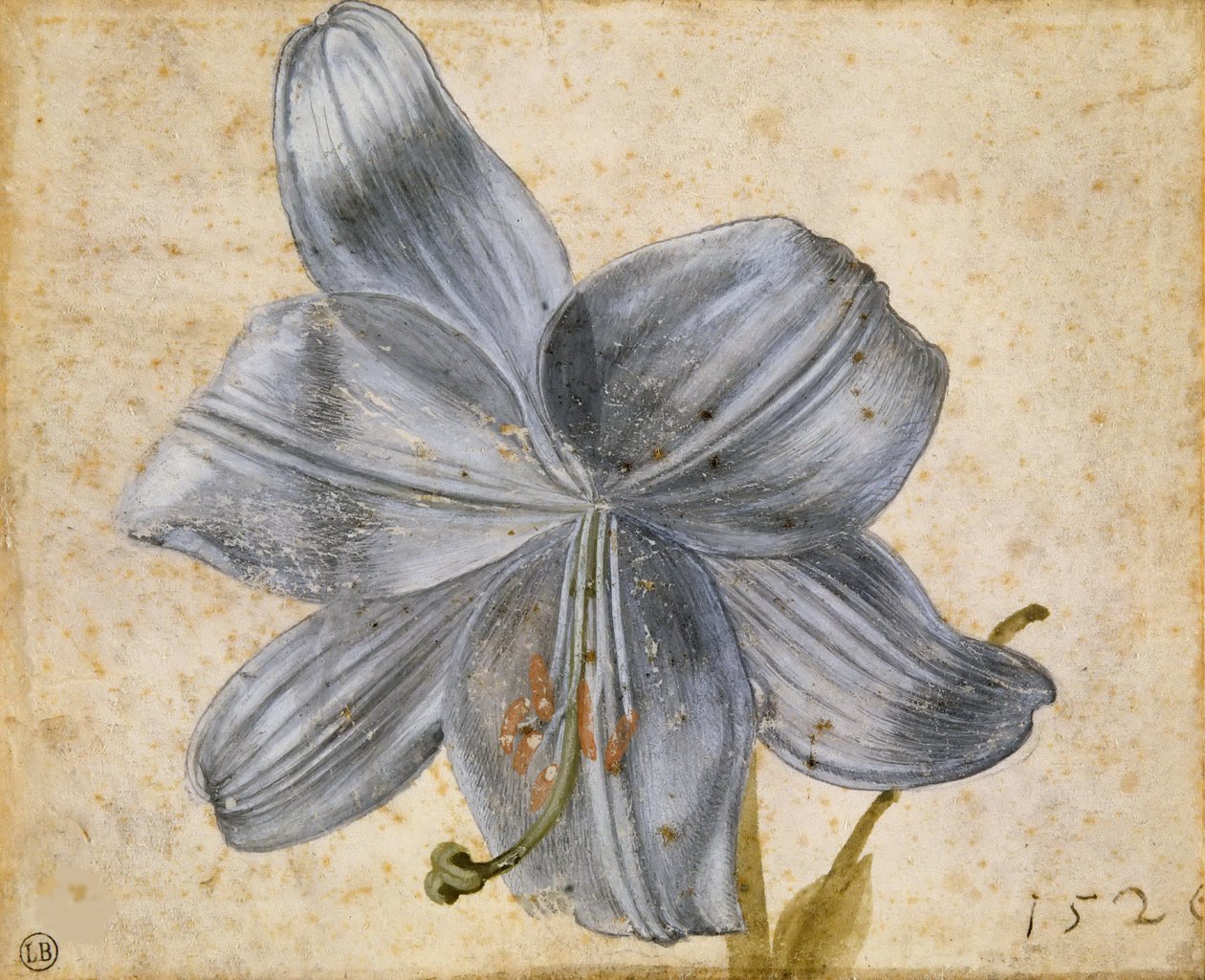 Study of a Lily by Albrecht Dürer