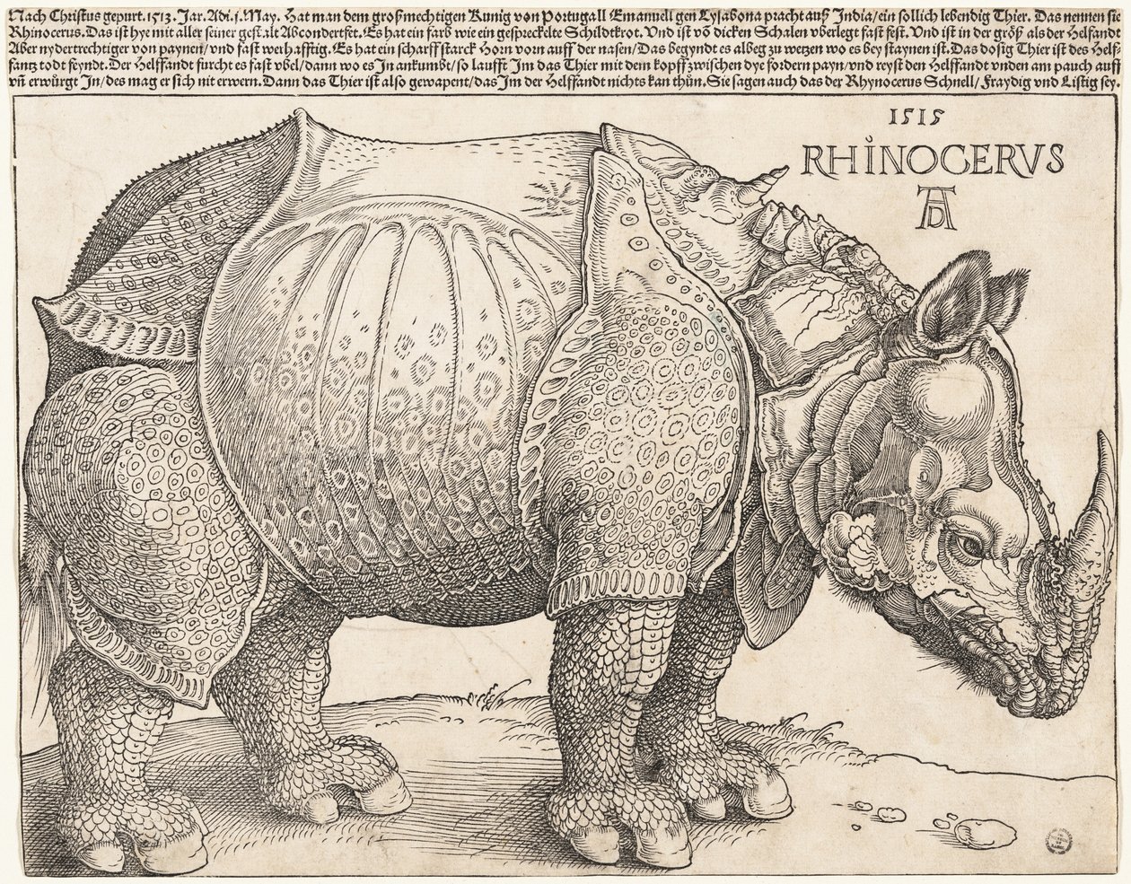 The Rhinoceros by Albrecht Dürer