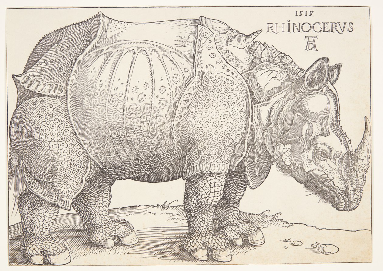 The rhinoceros by Albrecht Dürer