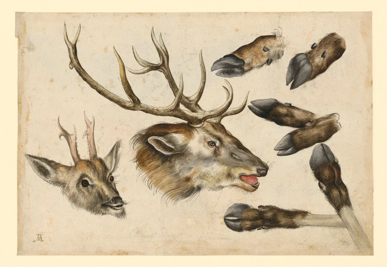 Two Deer Heads, to the Right, and 6 Legs by Albrecht Dürer