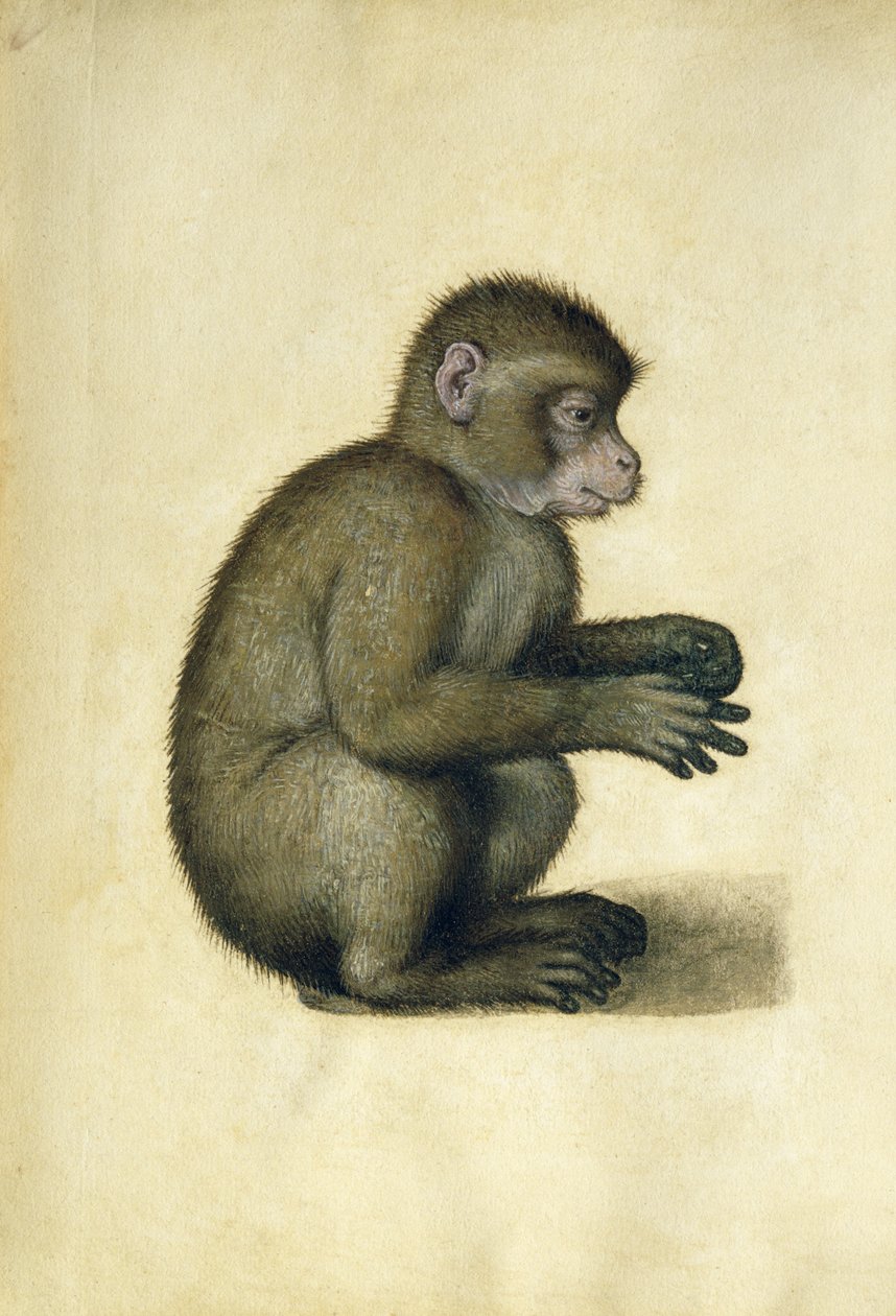A Monkey by Albrecht Dürer