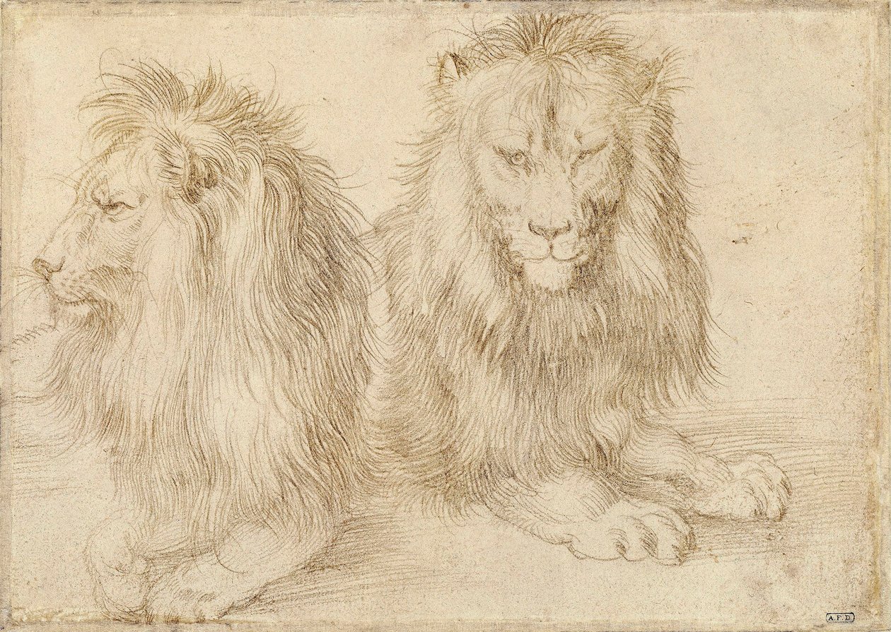 Two Seated Lions by Albrecht Dürer