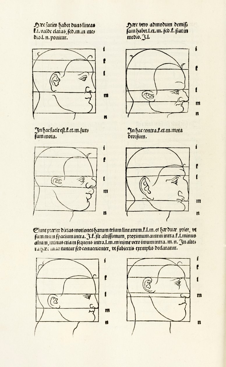 Proportions of the Human Head from 