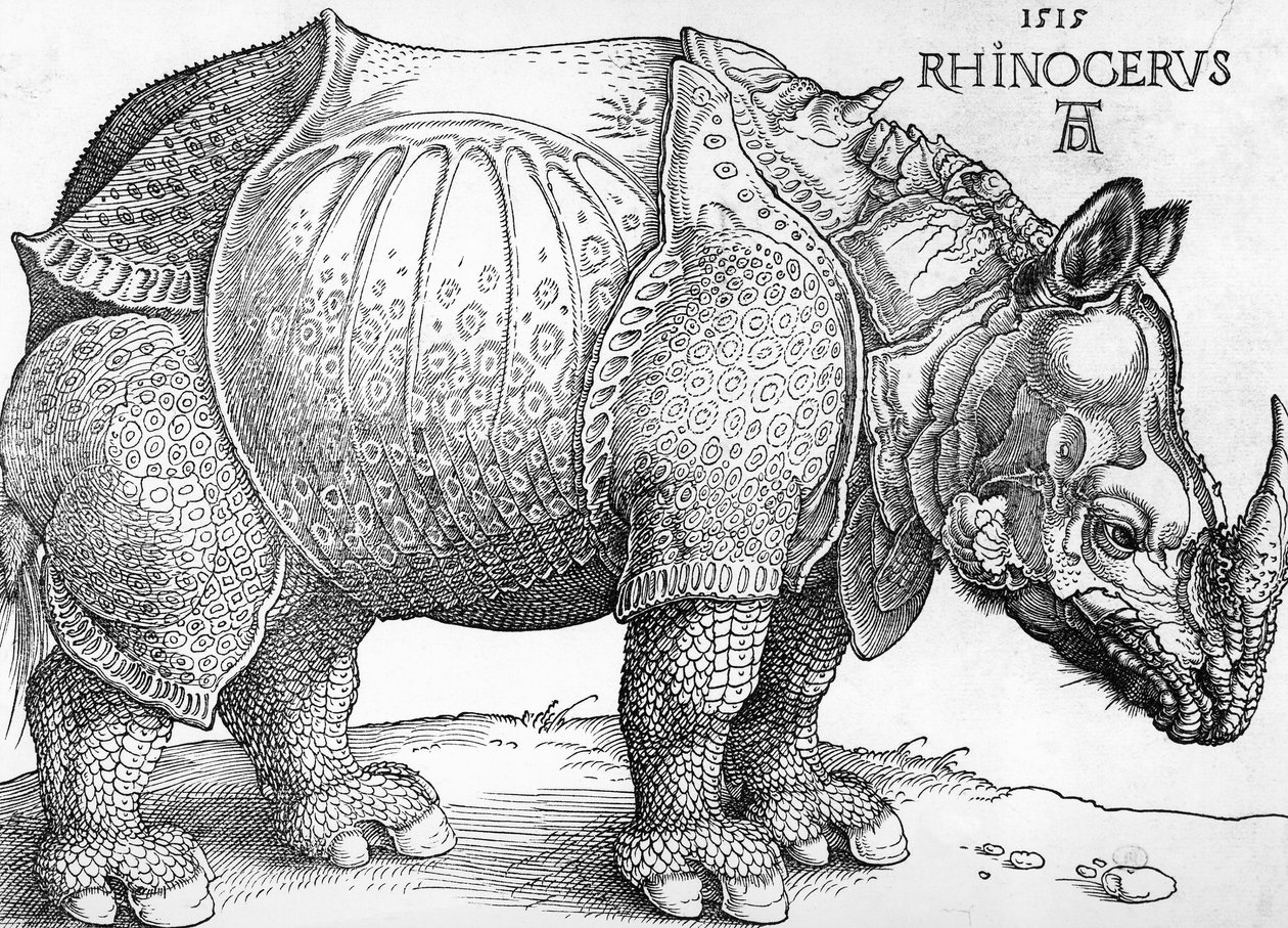 Rhinoceros by Albrecht Dürer