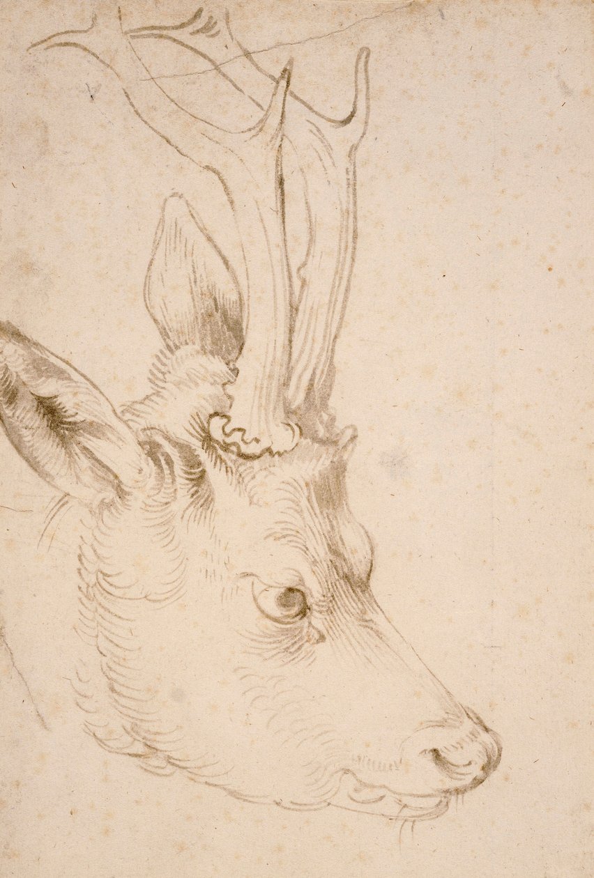 Head of a Roebuck - Drawing by Albrecht Durer by Albrecht Dürer