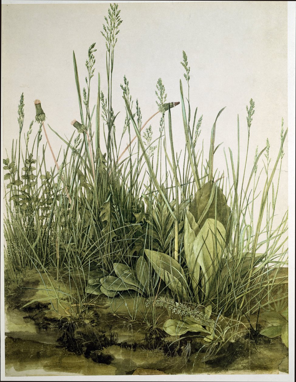The Large Piece of Turf by Albrecht Dürer or Duerer