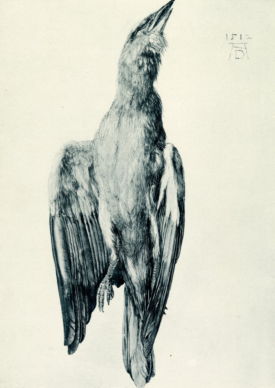 The dead blue roller by Albrecht Dürer