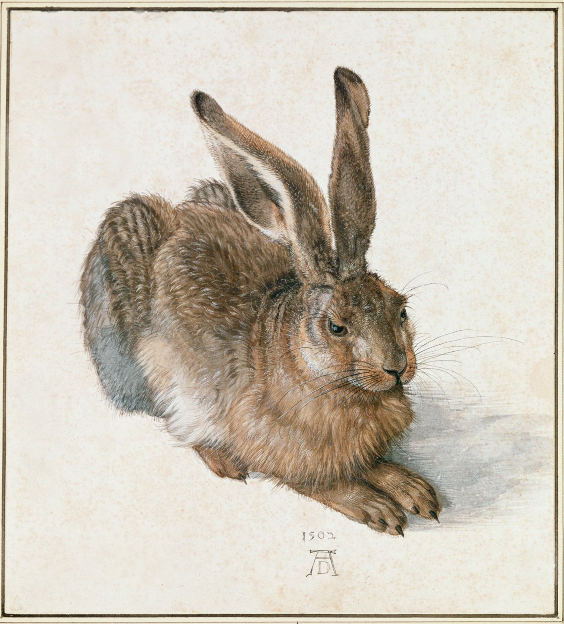 Young Hare by Albrecht Dürer or Duerer