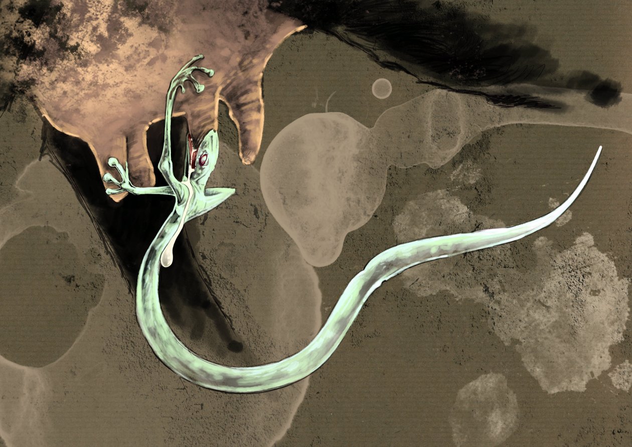 Representation of a Tatzelworm by Alessandro Lonati