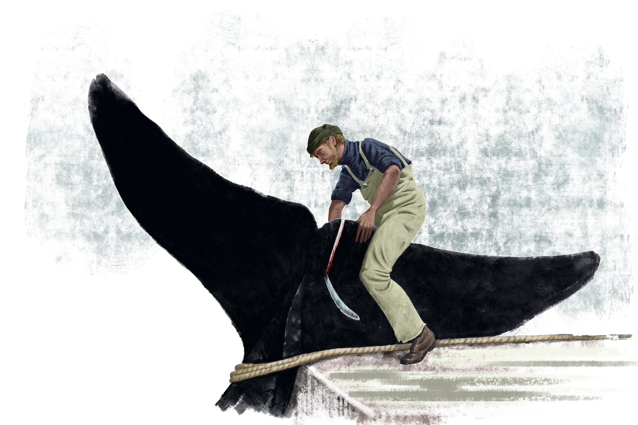 Whale boat cutting the tail of a whale by Alessandro Lonati