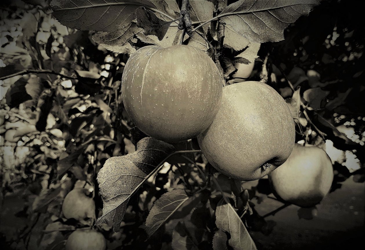 Natural Objects by Alex Caminker