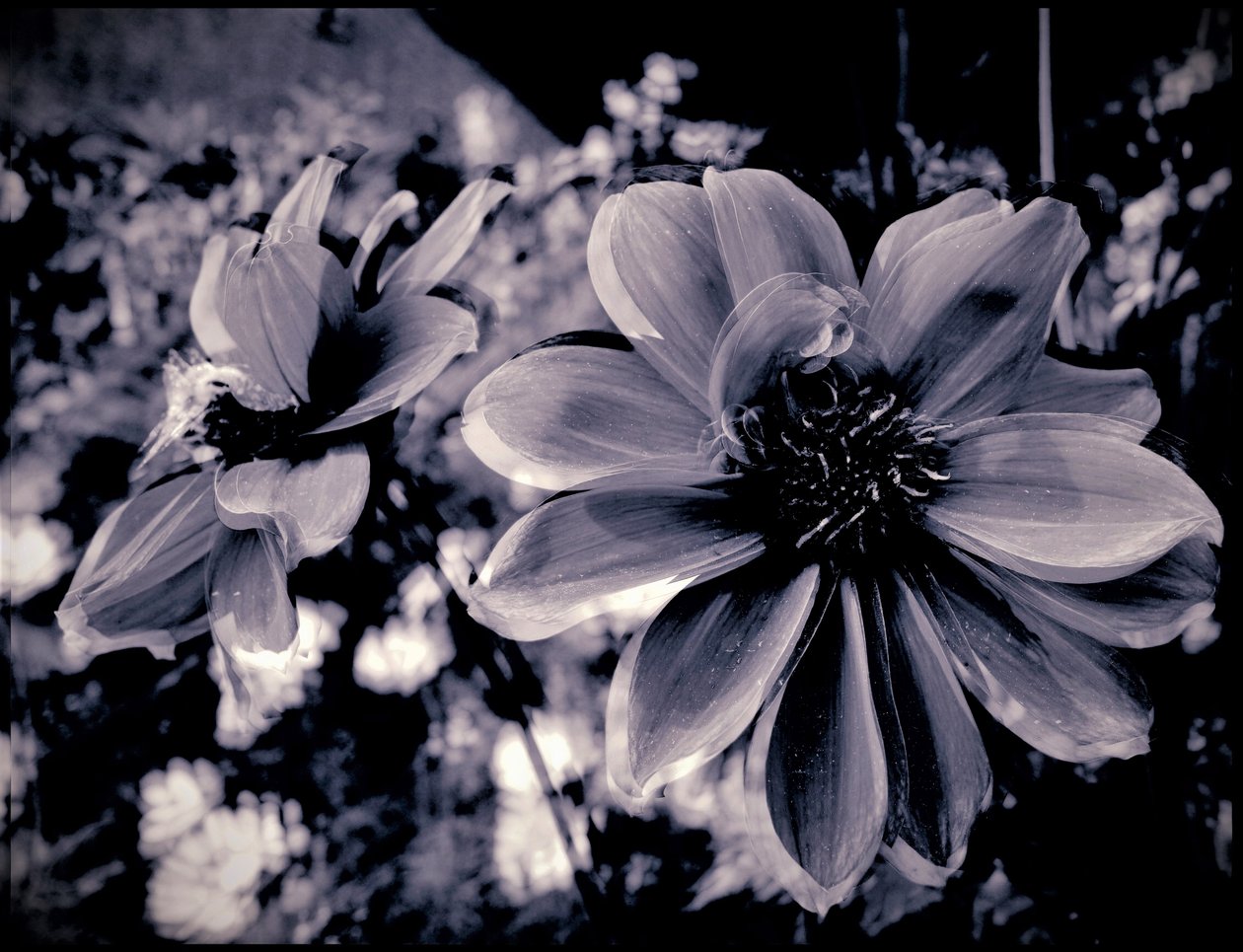 Theatrical Decoration, 2019 by Alex Caminker