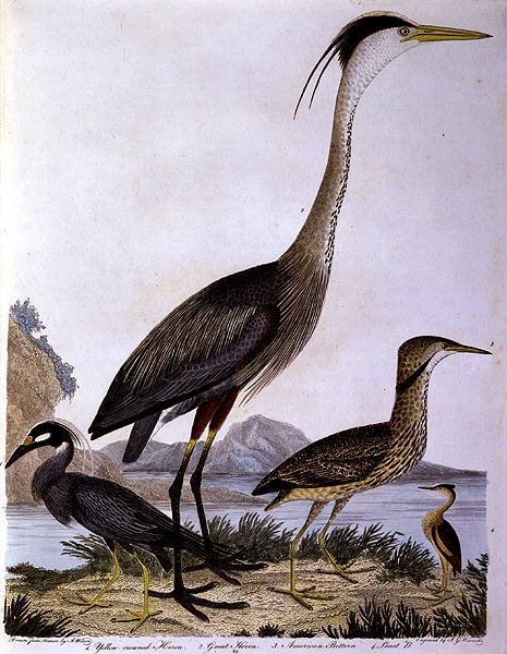 Herons, engraved by I. G. Marnicke by Alexander (after) Wilson
