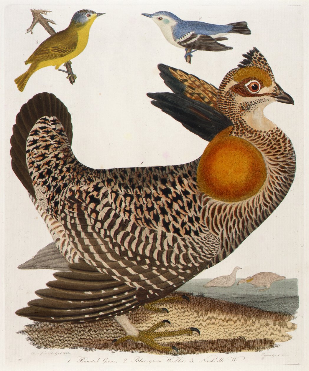 1. Pinnated Grous. 2. Blue-Green Warbler. 3. Nashville W., from the book, American Ornithology by Alexander Lawson