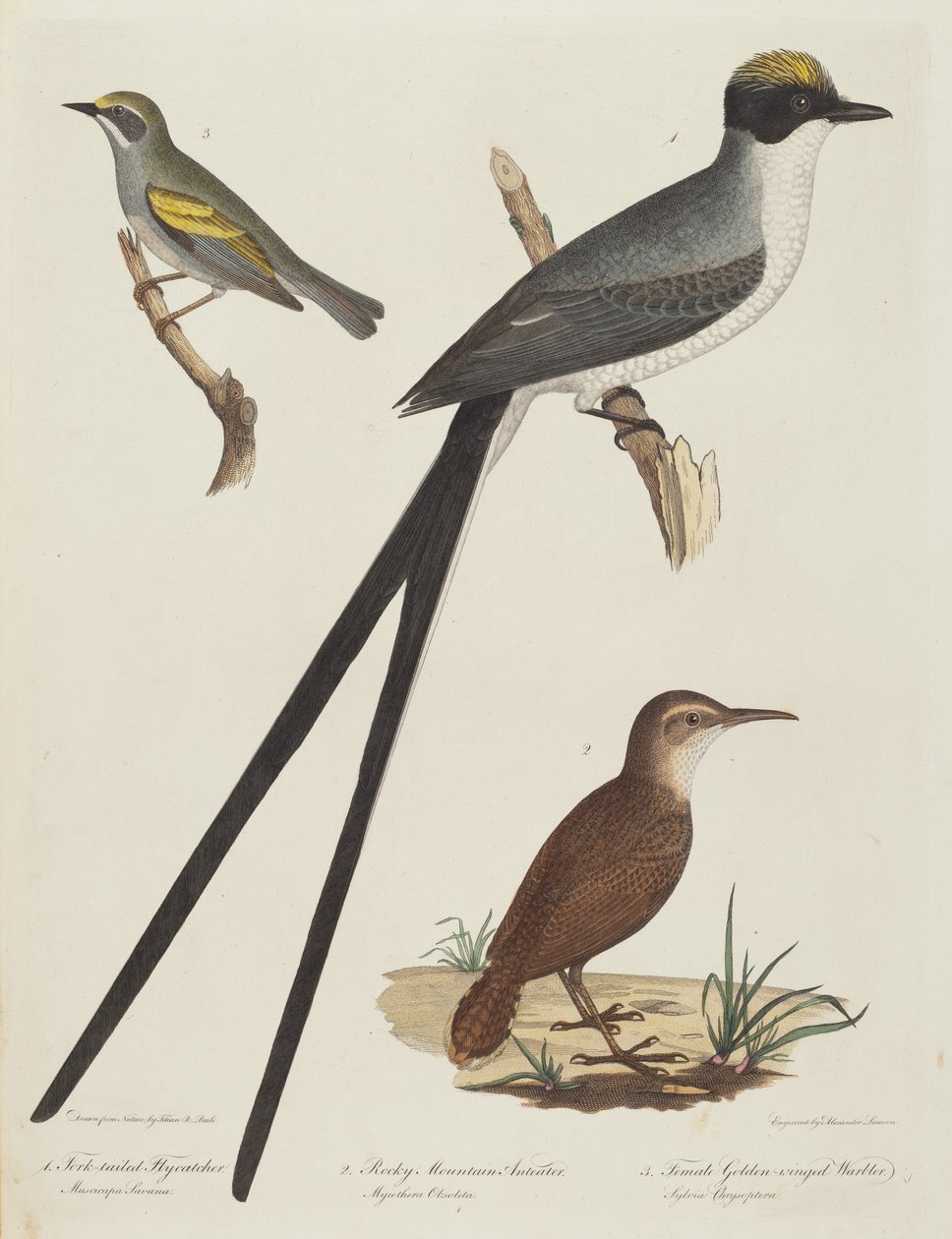 Fork-tailed Flycatcher, Rocky Mountain Anteater, and Female Golden-winged Warbler by Alexander Lawson