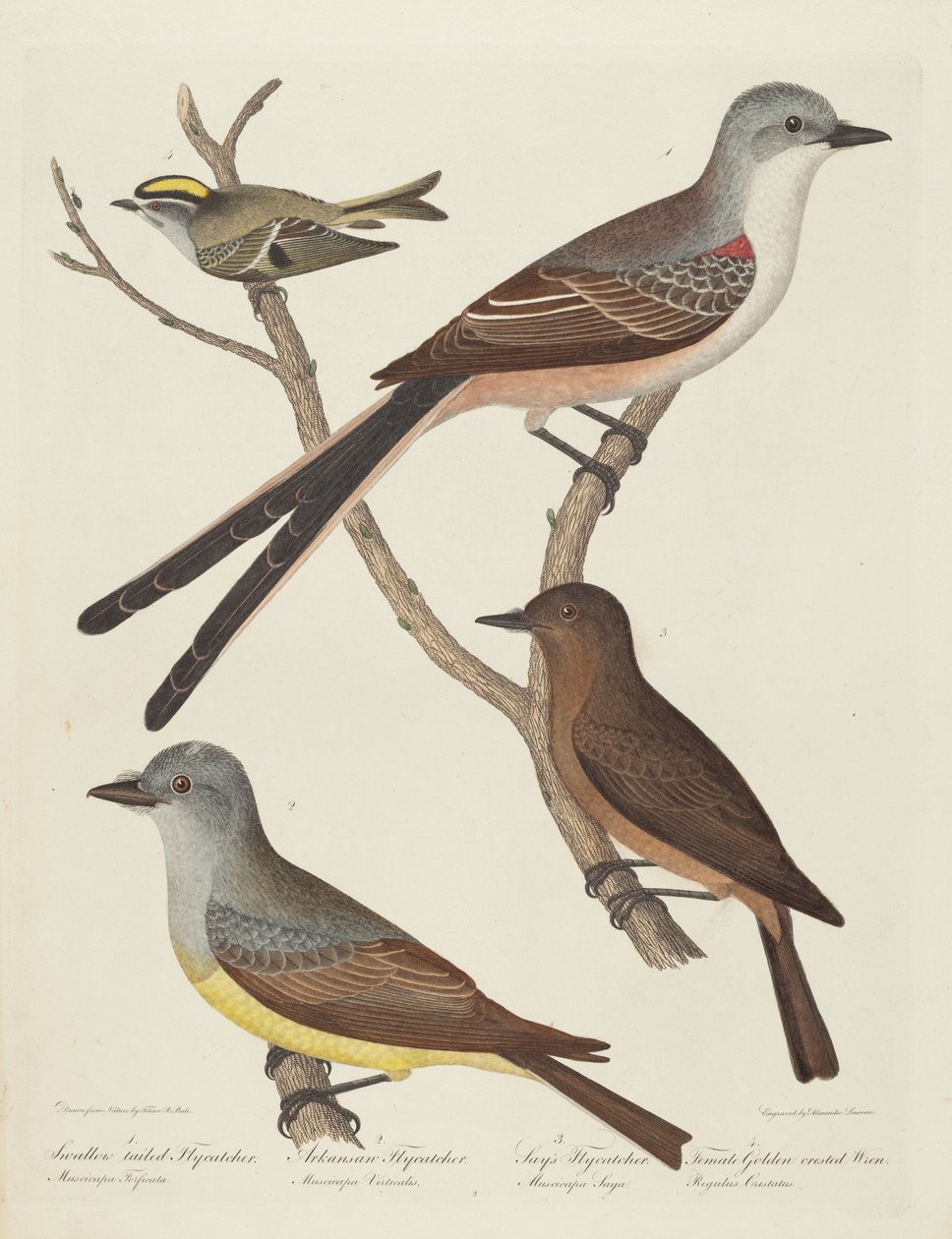 Swallow-tailed Flycatcher, Arkansas Flycatcher, Say