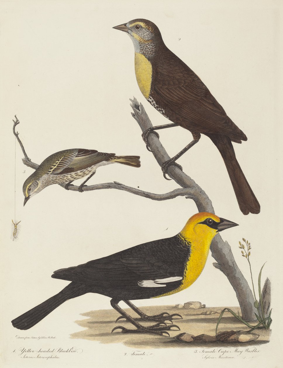 Yellow-headed Blackbird, Female Blackbird, and Female Cape May Warbler by Alexander Lawson