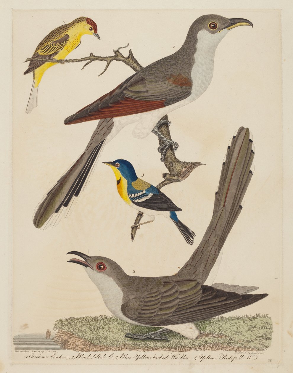 Carolina Cuckoo, Black-billed Cuckoo, Blue Yellow-backed Warbler, and Yellow Red-poll Warbler by Alexander Lawson after Alexander Wilson
