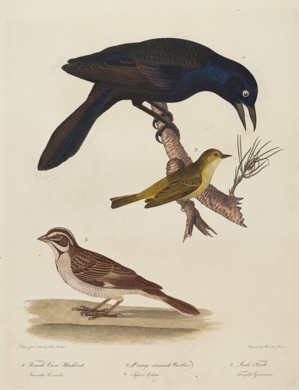 Female Crow Blackbird, Orange-Crowned Warbler, Lark Finch by Alexander Lawson after Titian Ramsay Peale