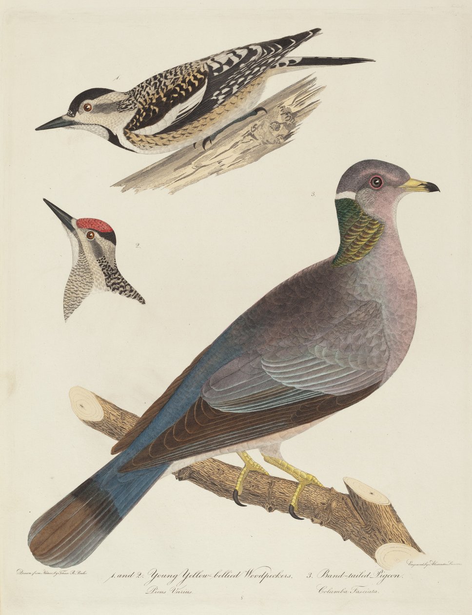 Young Yellow-bellied Woodpeckers and Band-tailed Pigeon by Alexander Lawson after Titian Ramsay Peale