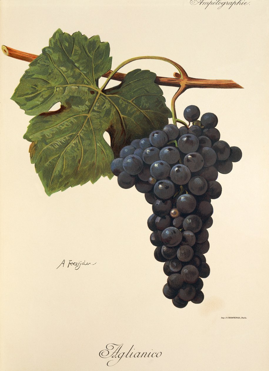 Aglianico grape by Alexis Kreyder